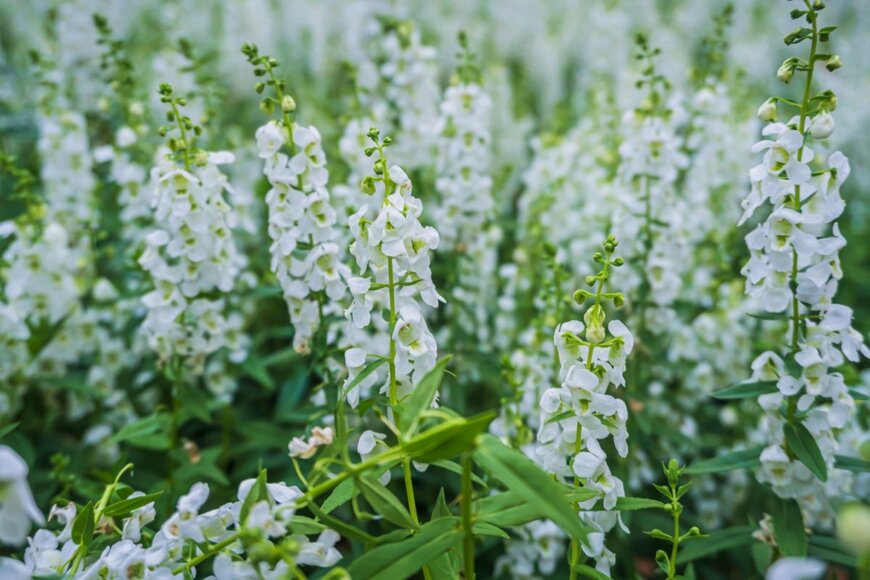 白い花を咲かせている、アンゲロニア