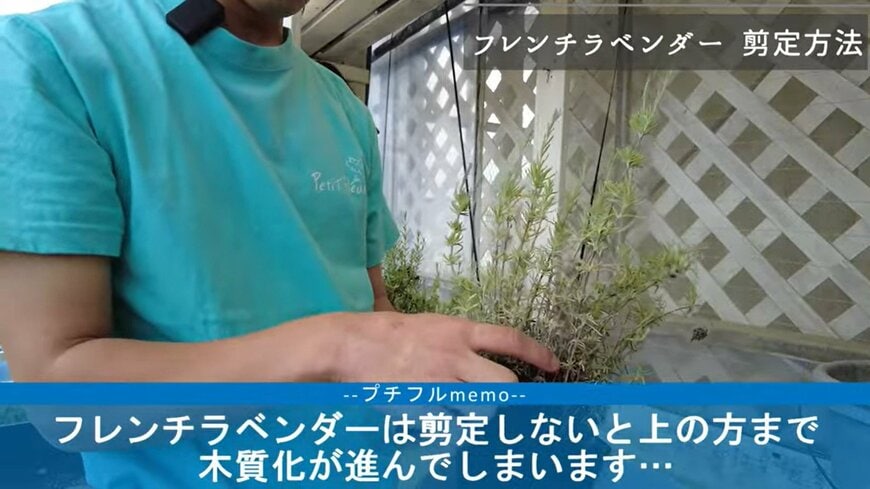フレンチラベンダーを選定する目的