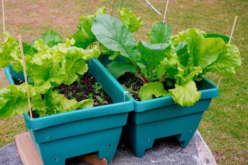 プランターで育つ葉物野菜たち
