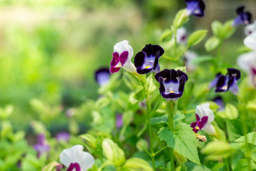トレニアの花。色は、白とピンク、白と紫のツートンカラー。