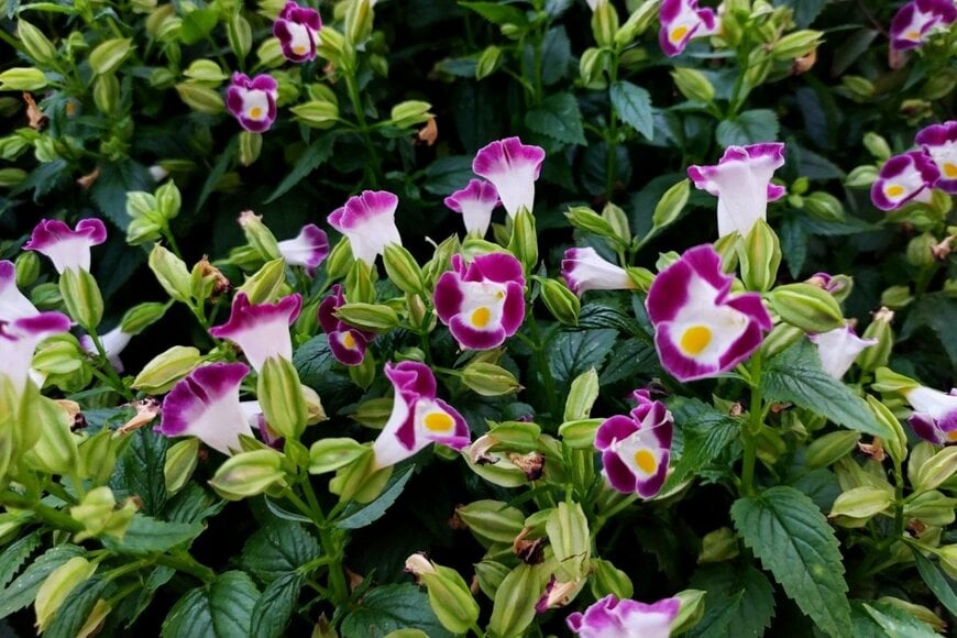 花びらの先が紫、基部が白の花を咲かせているトレニア