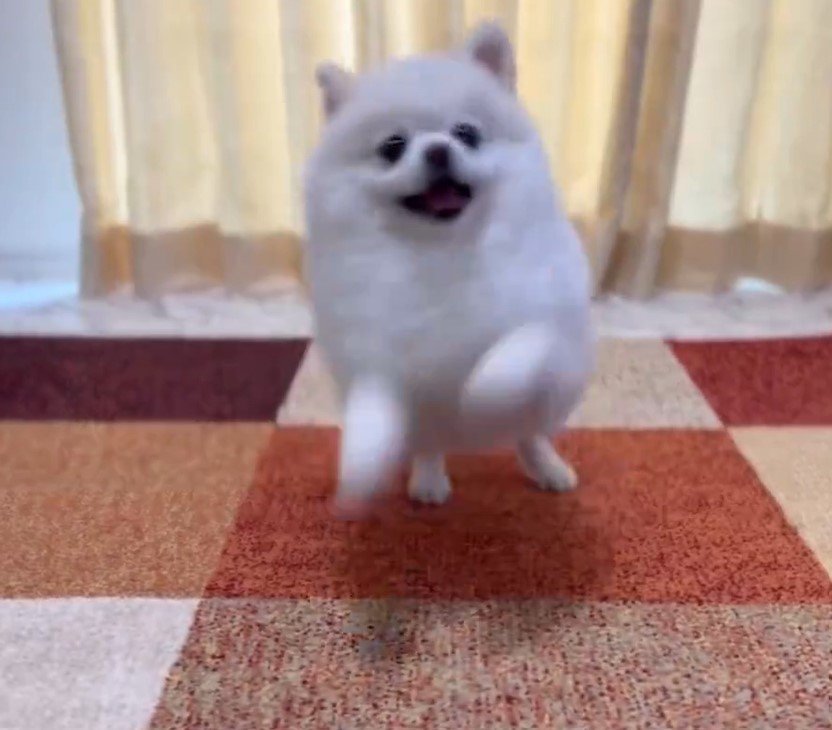 空中キャッチに挑戦する犬