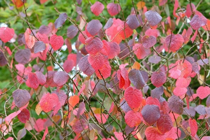 丸みを帯びたハート形の葉が赤や濃赤色に染まっているマルバノキ