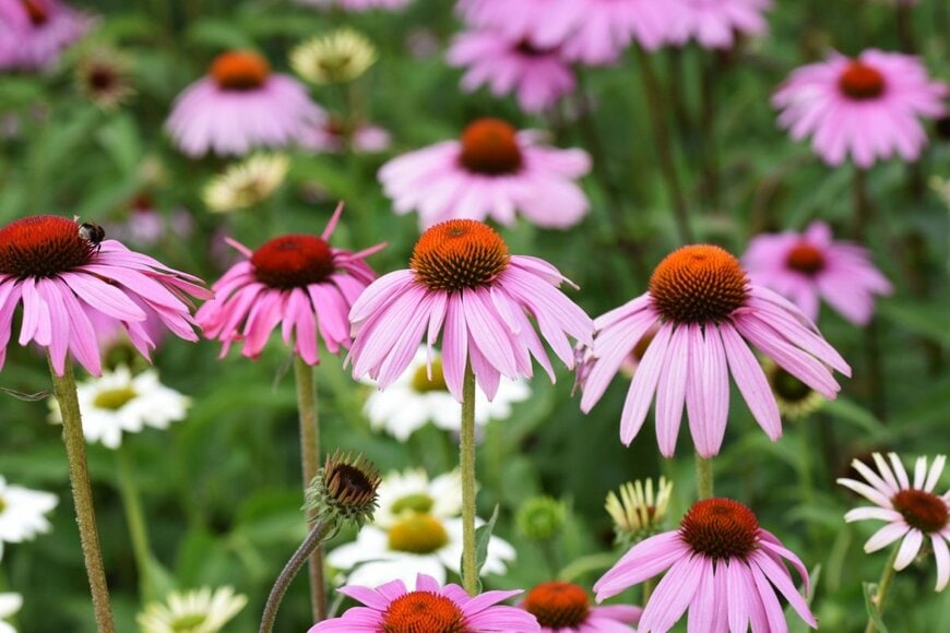 ピンクのエキナセアの花