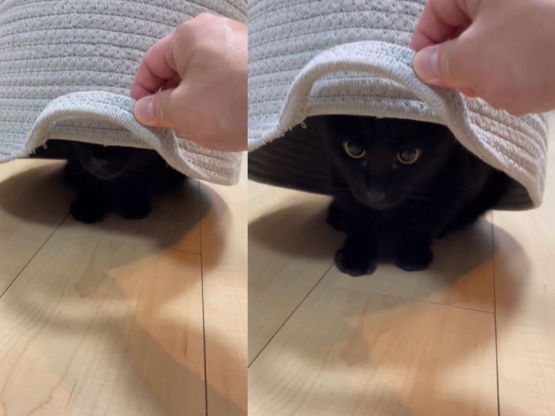 投稿動画のワンシーン