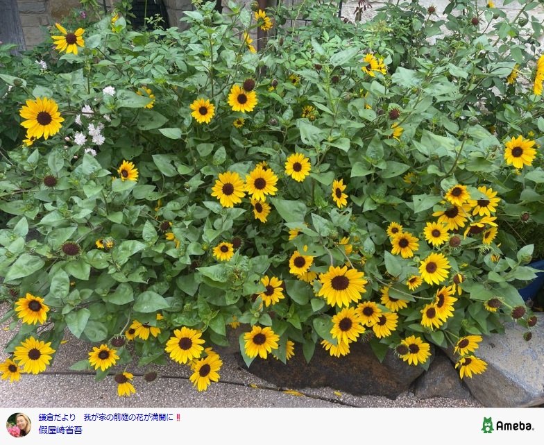 假屋崎省吾のAmebaブログ投稿