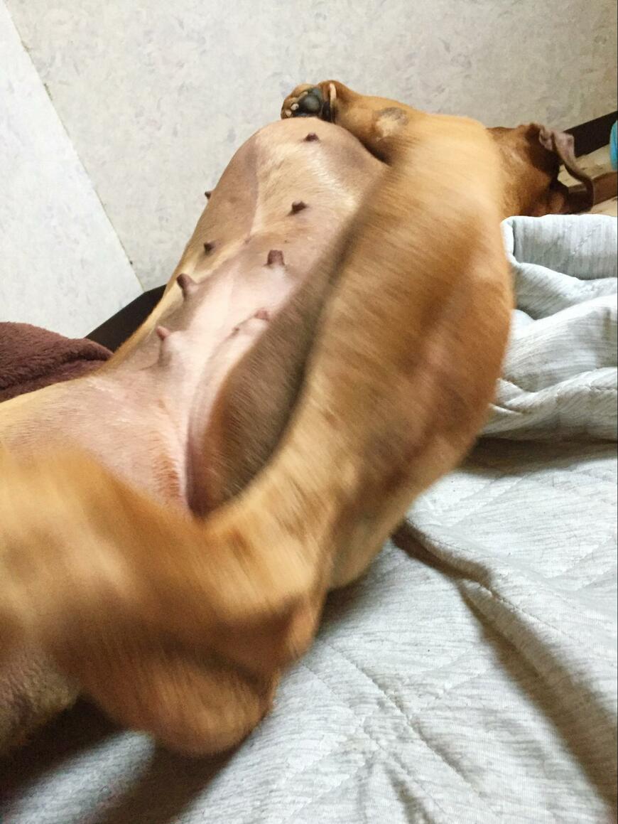 お腹を見せる犬