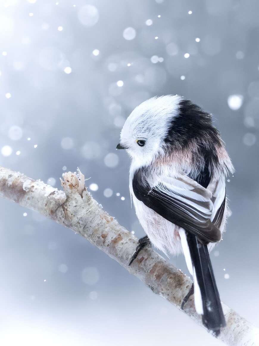 雪の中で切ない表情をするシマエナガ