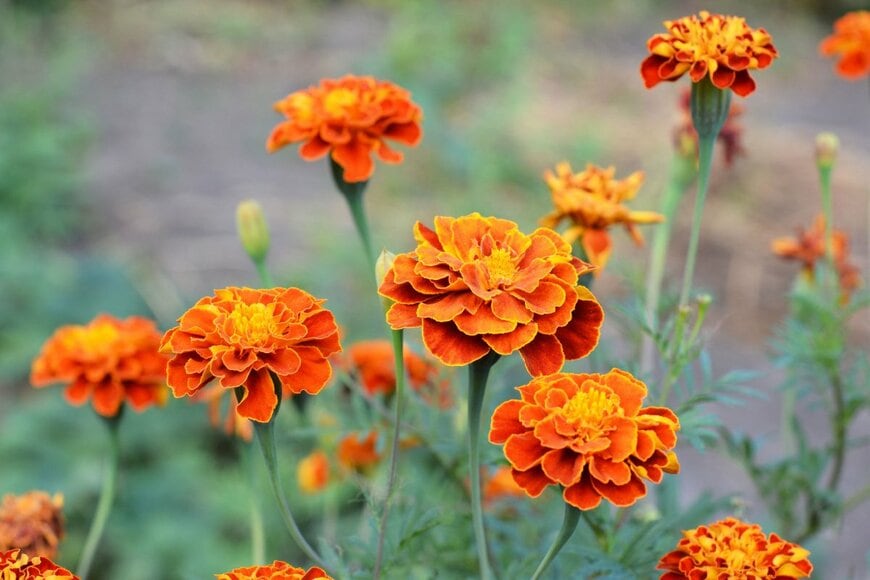 オレンジのマリーゴールドの花