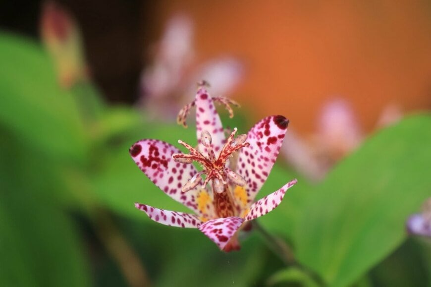 淡いピンク色の花びらに赤い斑点模様が入った、ホトトギスの花