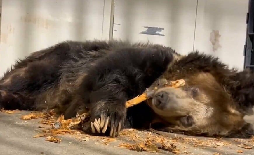 神戸市立王子動物園