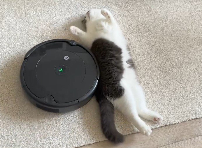 ルンバと猫