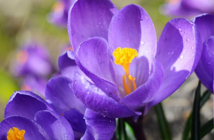 青紫色のクロッカスの花
