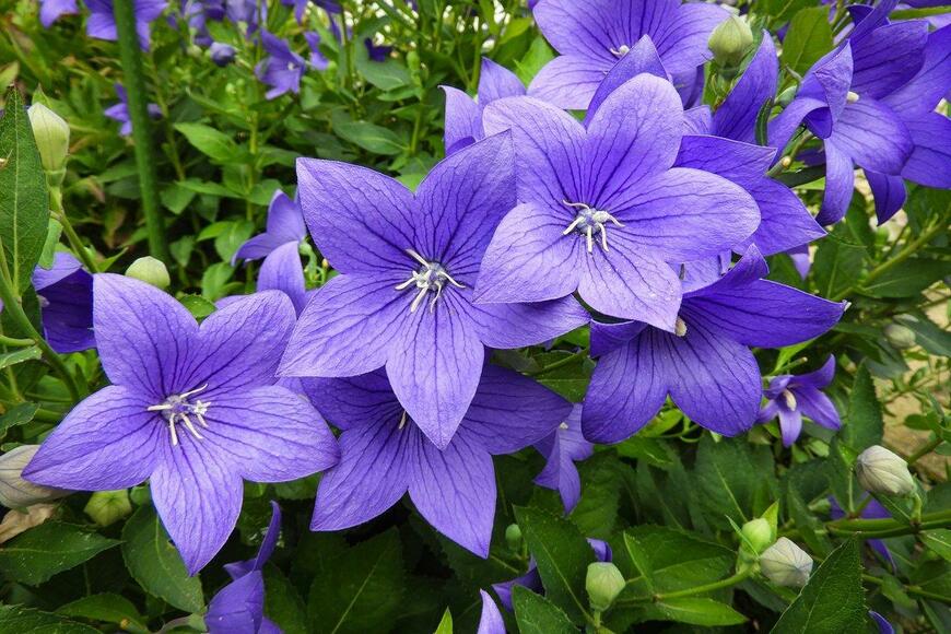 鮮やかな紫色のキキョウ