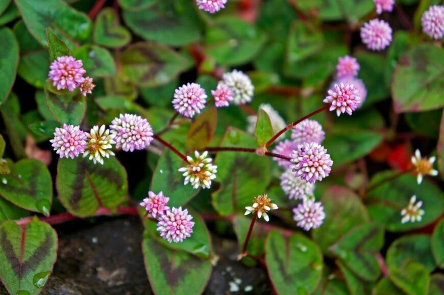 淡いピンク色の花を咲かせている、ヒメツルソバ