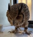 【賢いフクロウ】呼びかけはスルーしたのに…飼い主の一言で＜考えた末の反応＞が話題