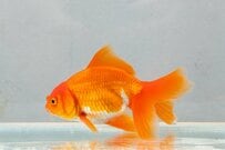 飼い主が出社する前に「水槽の金魚」を見てみると…　あまりにも「ガチすぎる表情」が話題に