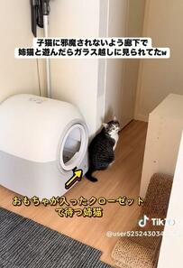 【猫の姉妹】姉が楽しそうにおもちゃで遊んでいると……妹の行動に笑いが止まらない