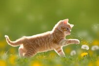 【年金に上乗せされる給付金】次の支給日は10月15日「年金生活者支援給付金」は3種類！上乗せ支給されるのはどんな人？