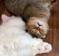 「パパやめて！！」パパの『森のくまさん』を聞いた猫の反応に笑ってしまう