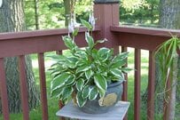 70代シニアが【この春始めたい】ゆったりガーデニング＆「庭じまい」の基礎知識