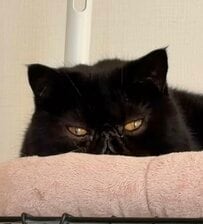 【同じ猫ちゃん？】イラストと現在の姿を見比べたら…→「小さいけどなんかどすこい」