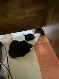 猫の両手が「刺さっていた場所」が話題　一瞬ヒヤッとする光景に思わず爆笑