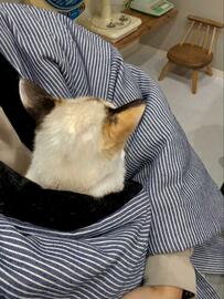 抱っこが大好きな保護子猫が「半てん」にすっぽり　その後…可愛すぎる展開にほっこり