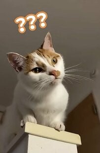 【癒し】飼い主さんの言葉に首をかしげる猫ちゃんが話題！コメント欄「可愛すぎる」の声