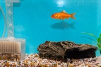 とんでもなく「お腹がすいた金魚」の表情に笑ってしまう　分かりやすい顔に「これは相当なアピール」