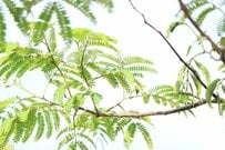 【初夏のインテリアに美しく馴染む】初めてでも管理しやすい観葉植物3選｜爽やかでハイセンスなインテリアグリーン