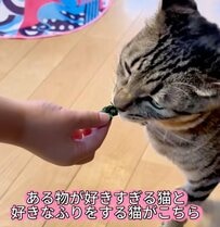“野菜が好きなふりをする猫”が面白い！意外な行動に笑ってしまう