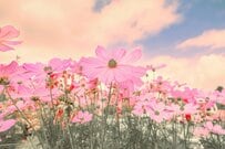 亡くなった親の年金、死亡届は10日・14日以内に。「未支給年金」を受けとるための手続きの流れ・必要書類・請求期限