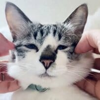 お餅のような頬をもつ猫　モチモチな“のび加減”に癒やされる