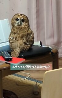 【以前も現場を押さえられているフクロウ】今回も時計狙いと思ったら…？