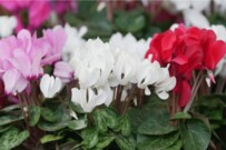 【ガーデニング】定番3色「ガーデンシクラメンの寄せ植え」が大人キュートでお洒落