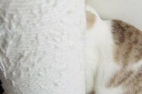 元保護猫の「いないいないばあ」　覗かせたまさかのお顔に「完全ノックアウト」