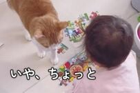 【3歳児のことが大好きな猫】一緒にいたかっただけなのに…　「3歳児が猫にした」まさかの行動に思わず二度見