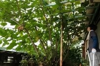 【築46年平屋DIY】ジャングルのように荒れ果てた家の外周と庭→草木を伐採し開放的な空間に変身