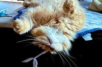 起床時に目撃した「熟睡中の飼い猫」に思わず二度見　斬新な体勢に「まるで小さい人間みたい」