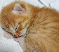 【どうして？】天使みたいな子猫の成長後→「まさかの激変ぶり」に思わず二度見