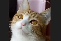 SNSに投稿された「アルバム」に反響　大勢を虜にする保護猫さん