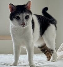 猫の飼い主さんが「ギリギリの理性で出社」　切ない理由に共感の声