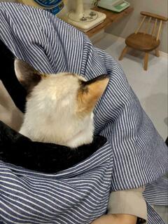 抱っこが大好きな保護子猫が「半てん」にすっぽり　その後…可愛すぎる展開にほっこり