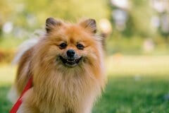 旅館で「提供された食事を見た犬」がフリーズ…　「可愛い理由」にホッコリ