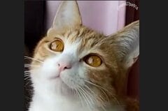 SNSに投稿された「アルバム」に反響　大勢を虜にする保護猫さん