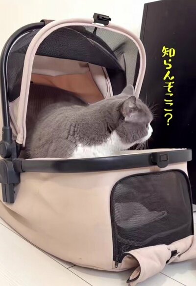 外に出られるようになったけれど…？