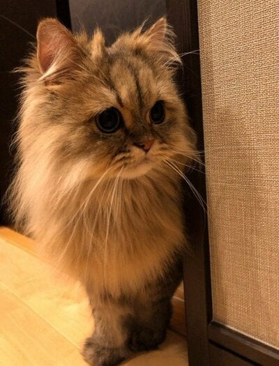 見回りを頑張る？パピコくん