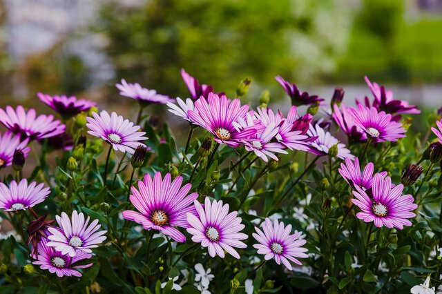 【ガーデニング】春の庭が華やかになる！多年草「オステオスペルマム」の育て方を解説