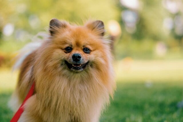 旅館で「提供された食事を見た犬」がフリーズ…　「可愛い理由」にホッコリ